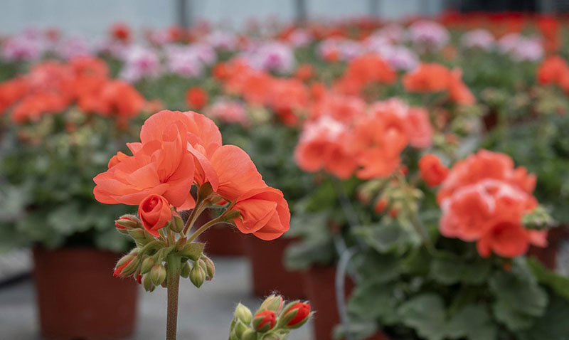 Horticulteurs Saint-Julien-en-Genevois